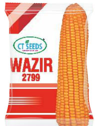 maize