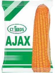 maize