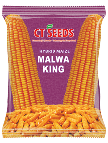 maize