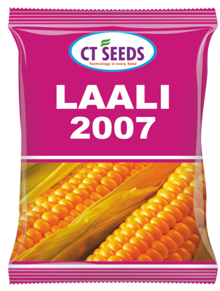 maize