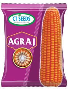 maize