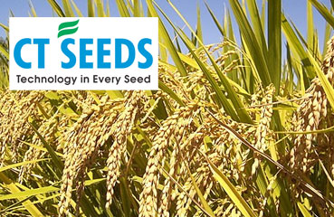 Paddy | CORNTECH SEEDS Family